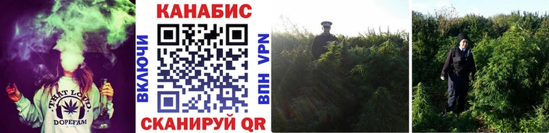 Канабис гибрид  Камень-на-Оби 